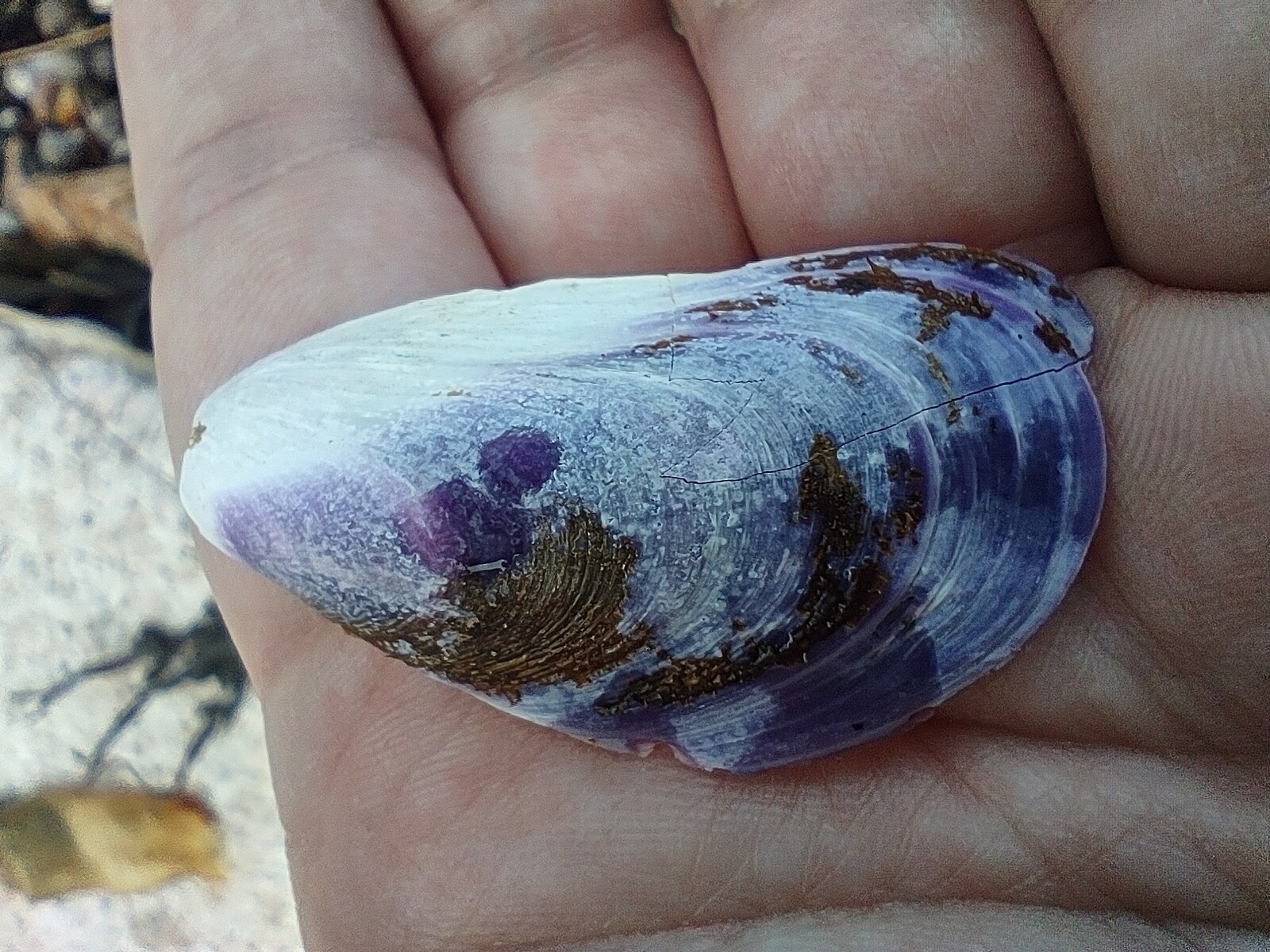 Mytilus_edulis_110439712